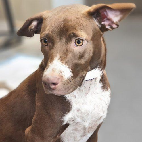Enlarge Lucky SS, a Adoptable mixed breed in South Portland, ME image 3/4