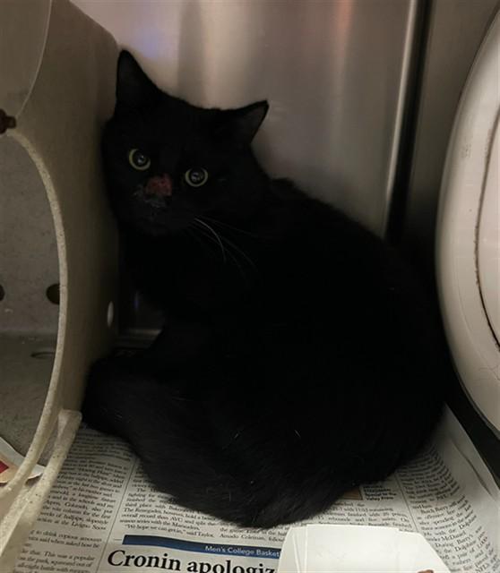 Enlarge TINY, a Adoptable Domestic Short Hair in Lancaster, CA image 1/2