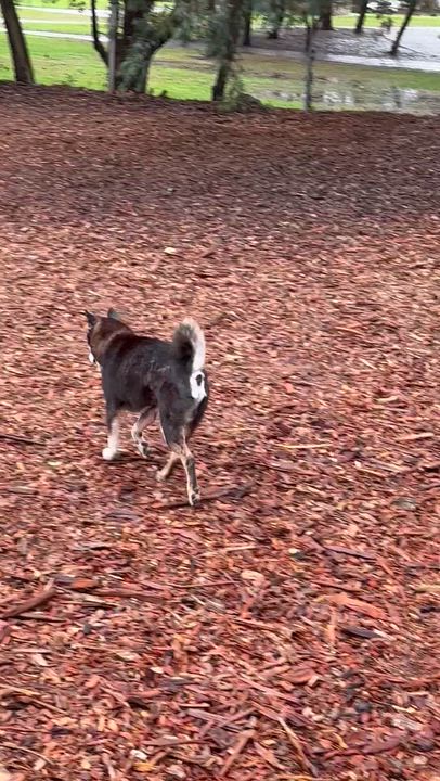 Enlarge Saito, a Adoptable Shiba Inu in Santa Maria, CA video 1/1