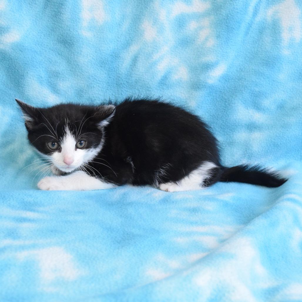 Opal, Adoptable, Kitten Male Domestic Short Hair.