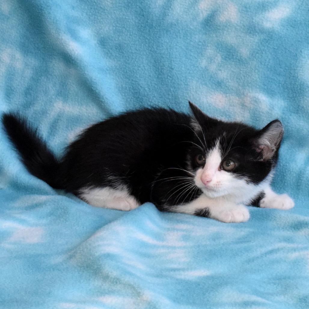 Enlarge Opal, a Adoptable Domestic Short Hair in Eureka, CA image 2/3