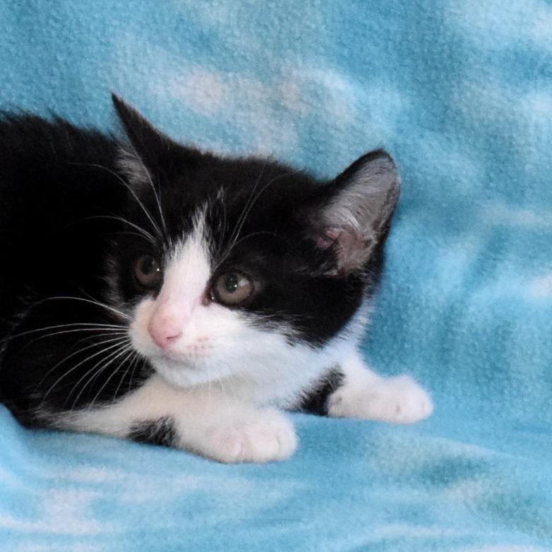 Enlarge Opal, a Adoptable Domestic Short Hair in Eureka, CA image 3/3