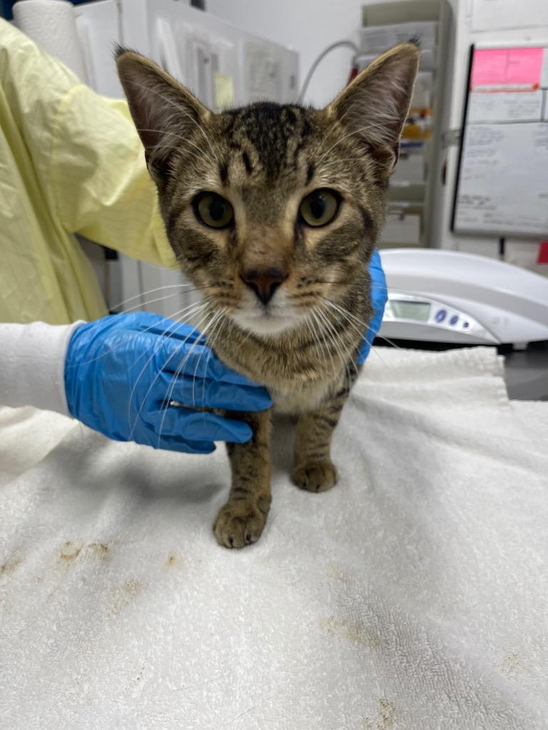 Enlarge Stray Cat C-104-26, a Adoptable mixed breed in Grants Pass, OR image 1/1