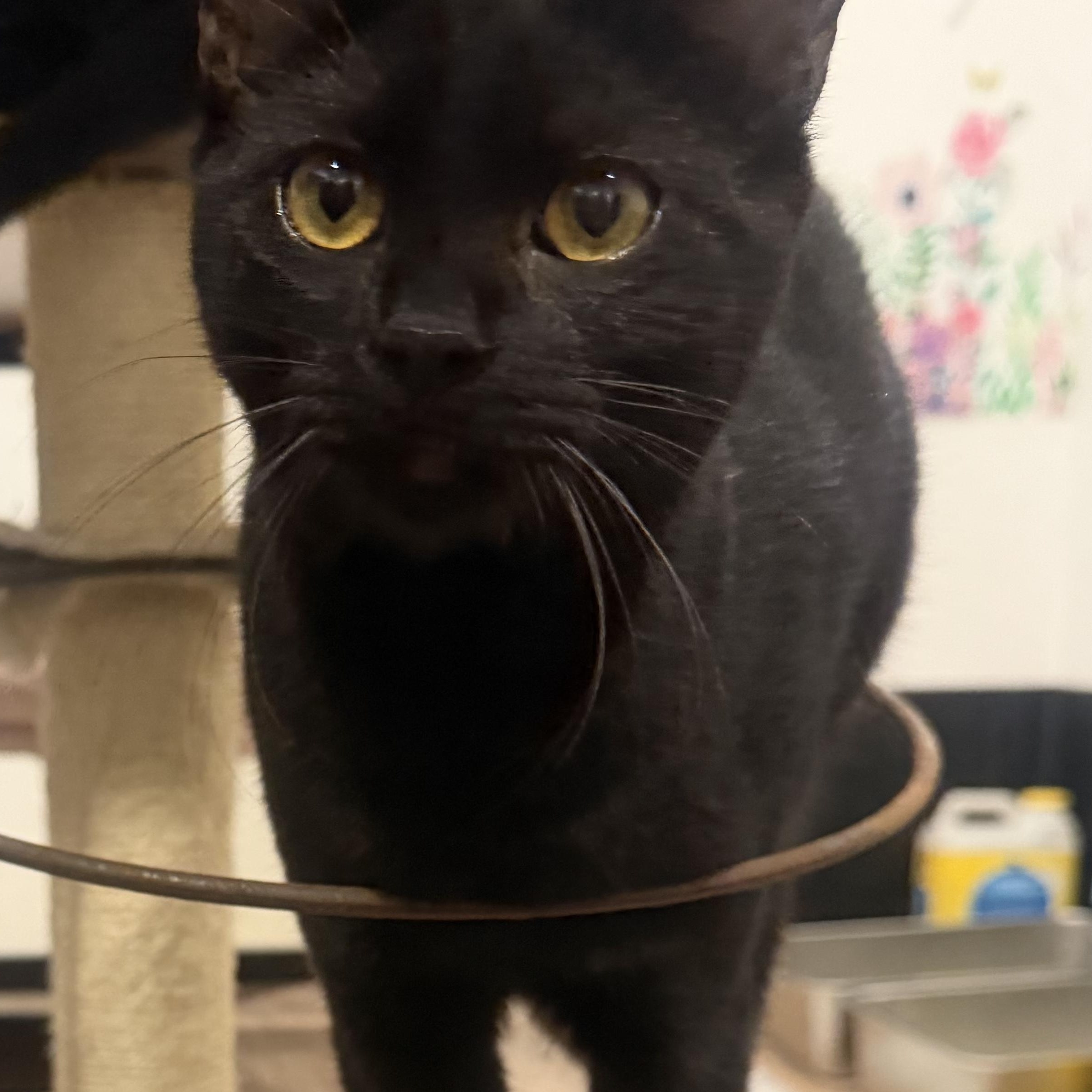 Enlarge Gemma, a ADOPTABLE Domestic Short Hair in Rio Linda, CA image 1/4