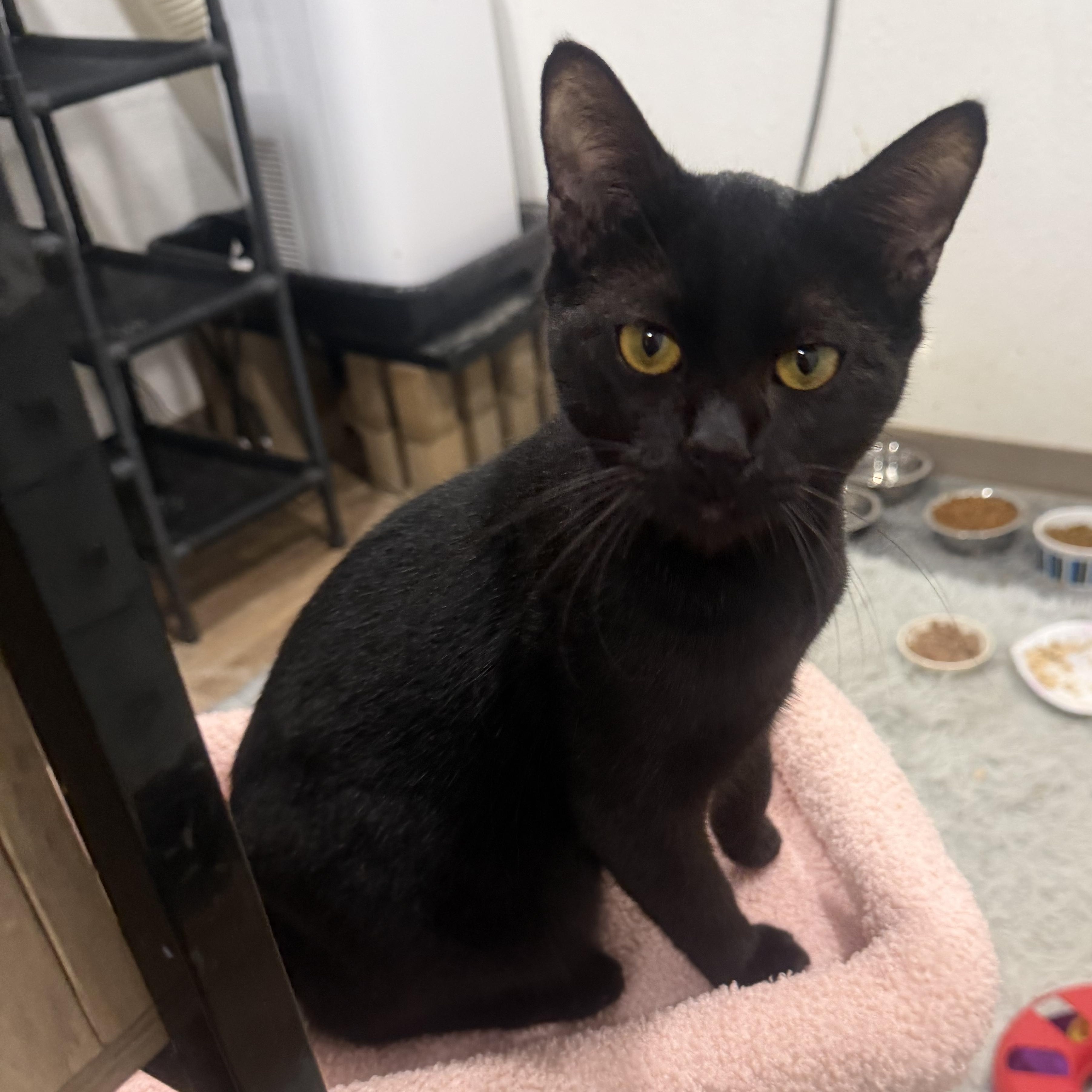 Enlarge Gemma, a ADOPTABLE Domestic Short Hair in Rio Linda, CA image 2/4