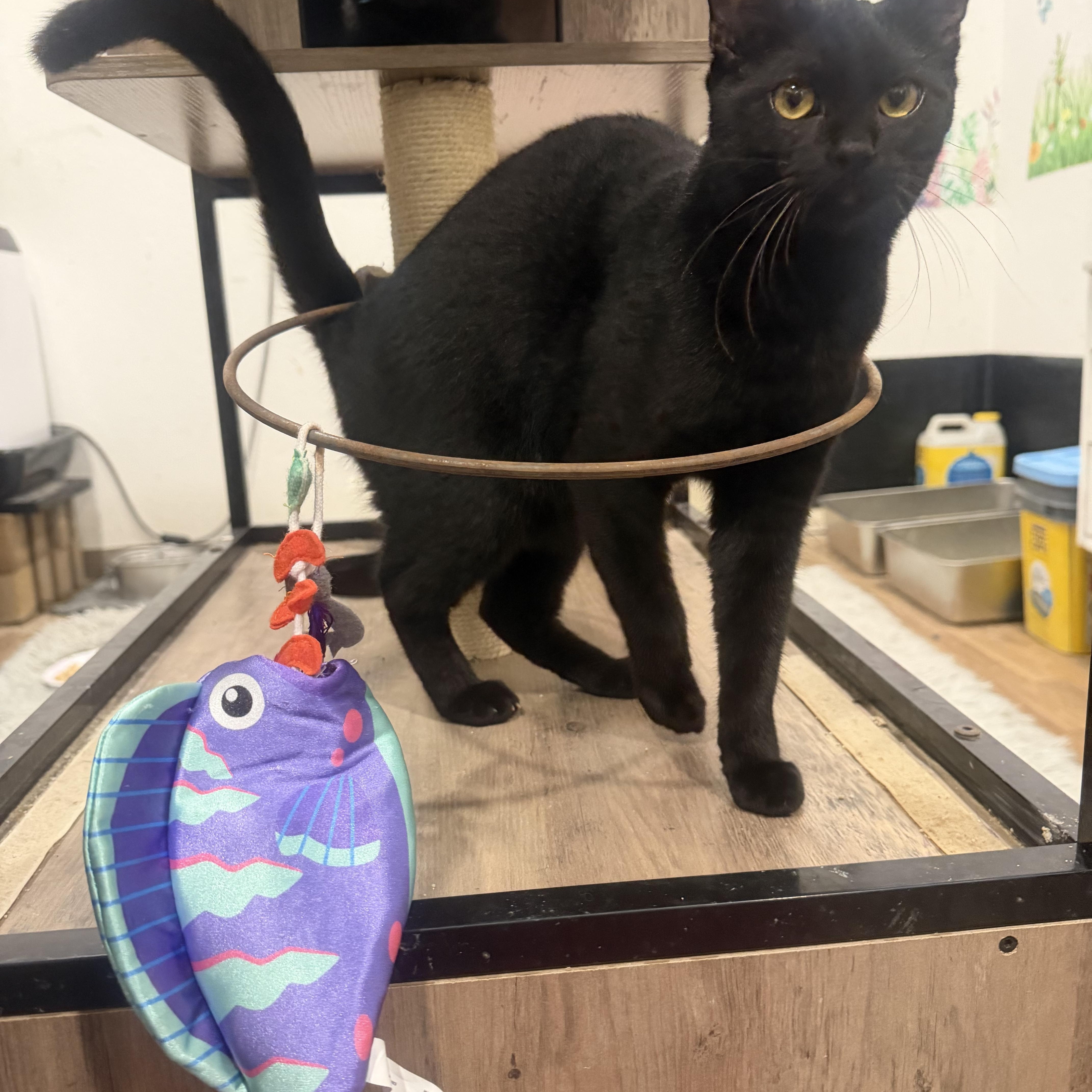 Enlarge Gemma, a ADOPTABLE Domestic Short Hair in Rio Linda, CA image 4/4