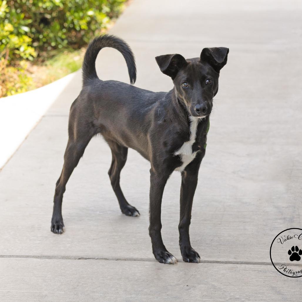 Enlarge Checkers, a Adoptable Mixed Breed in Abilene, TX image 1/4