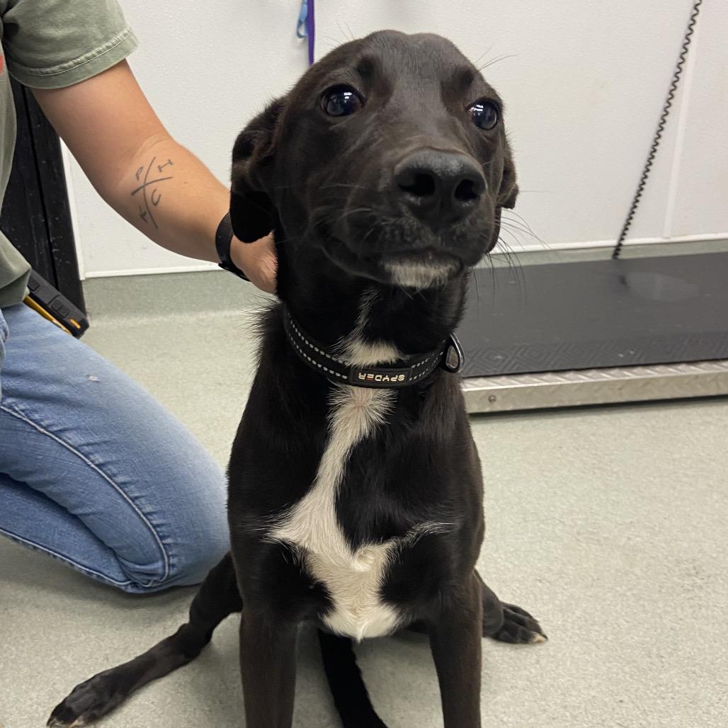Enlarge Checkers, a Adoptable Mixed Breed in Abilene, TX image 2/4