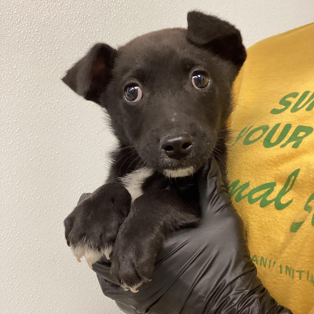 Enlarge Checkers, a Adoptable Mixed Breed in Abilene, TX image 3/4