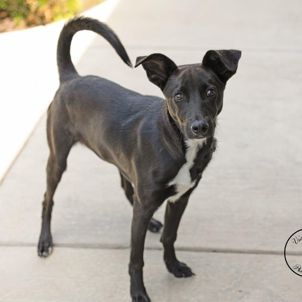 Enlarge Checkers, a Adoptable Mixed Breed in Abilene, TX image 4/4