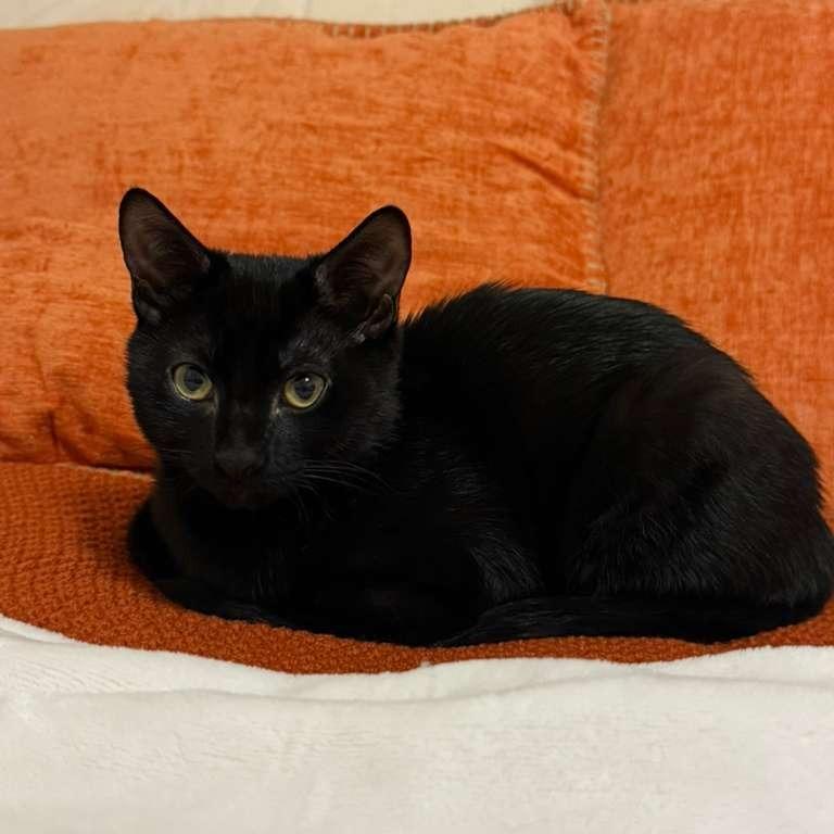 Enlarge Mickey, a Adoptable Domestic Short Hair in Fairport, NY image 1/4