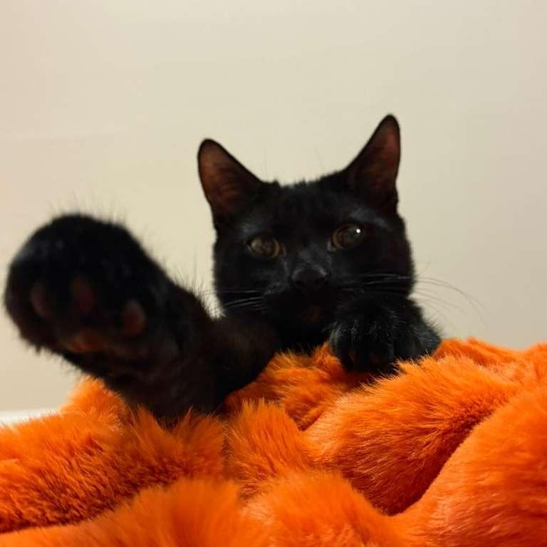 Enlarge Mickey, a Adoptable Domestic Short Hair in Fairport, NY image 3/4