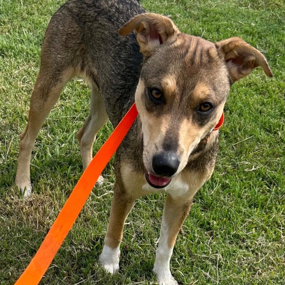 CT Madeline, a Adoptable mixed breed in Stormville, NY image 2/3