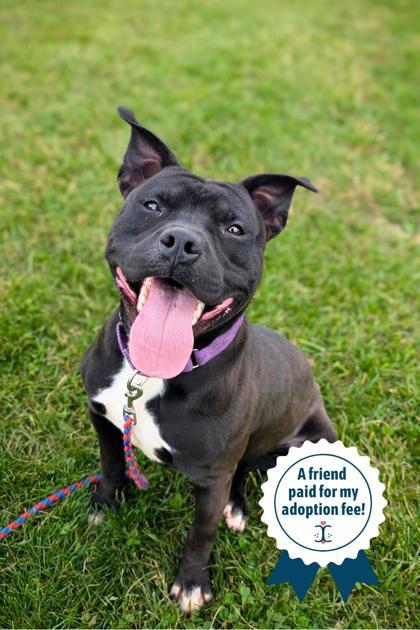 Enlarge Jelly Roll, a Adoptable Mixed Breed in Cincinnati, OH image 1/3