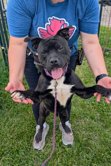 Jelly Roll, Adoptable, Adult Male Mixed Breed & Mixed Breed.