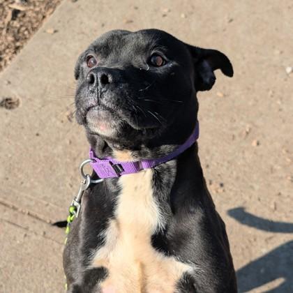 Jelly Roll, a Adoptable Mixed Breed in Cincinnati, OH image 3/3