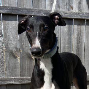 tori, Adoptable, Adult Female Greyhound.