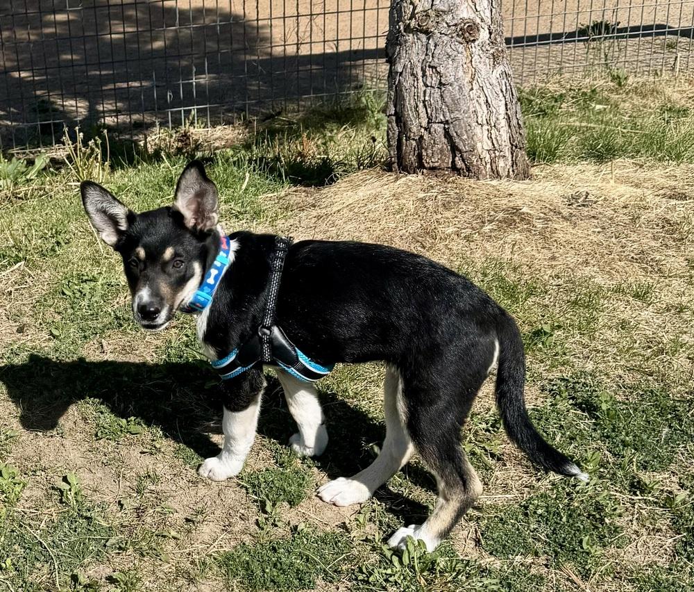 Bandit, a Adoptable mixed breed in Lafayette, CO image 2/6