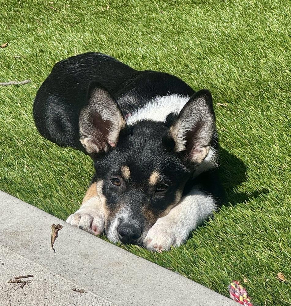 Bandit, a Adoptable mixed breed in Lafayette, CO image 5/6