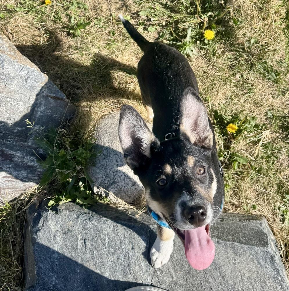 Bandit, a Adoptable mixed breed in Lafayette, CO image 6/6
