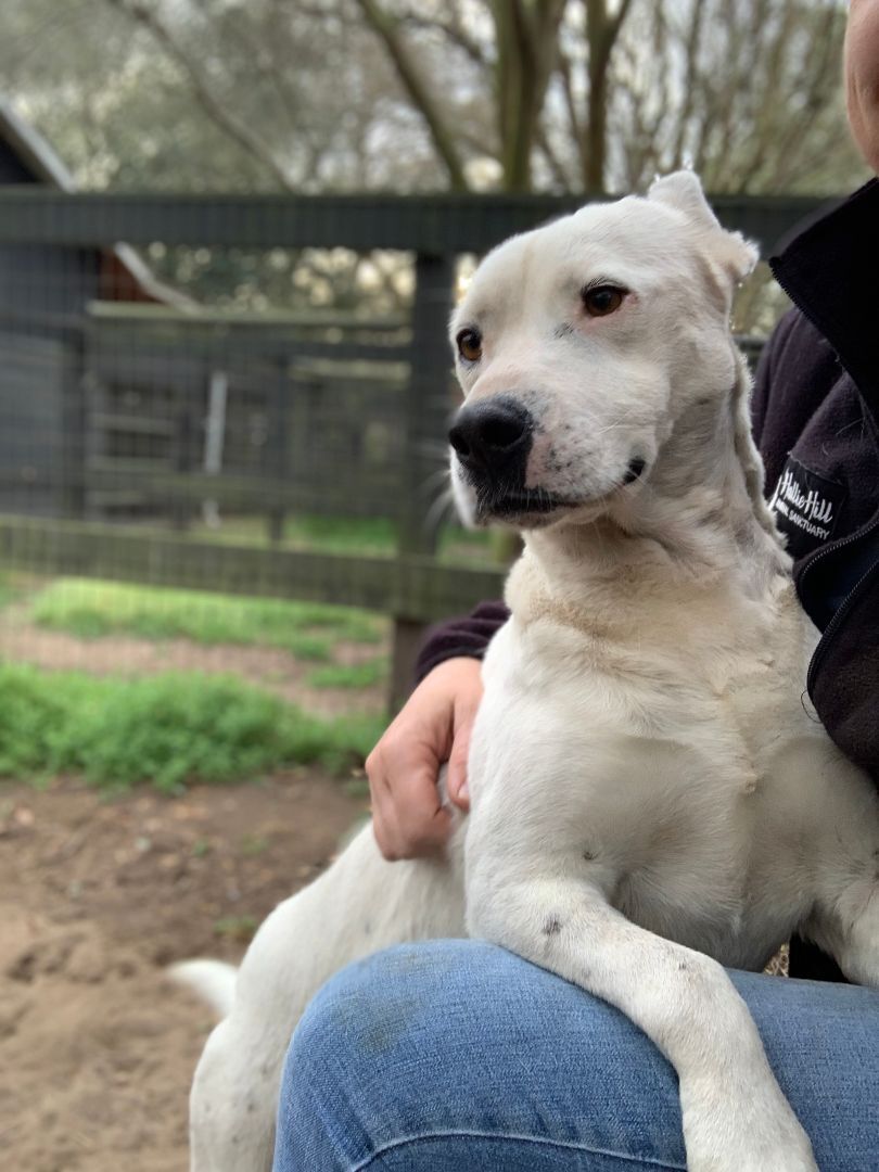 Moxie, Adoptable, Adult Female Mixed Breed.