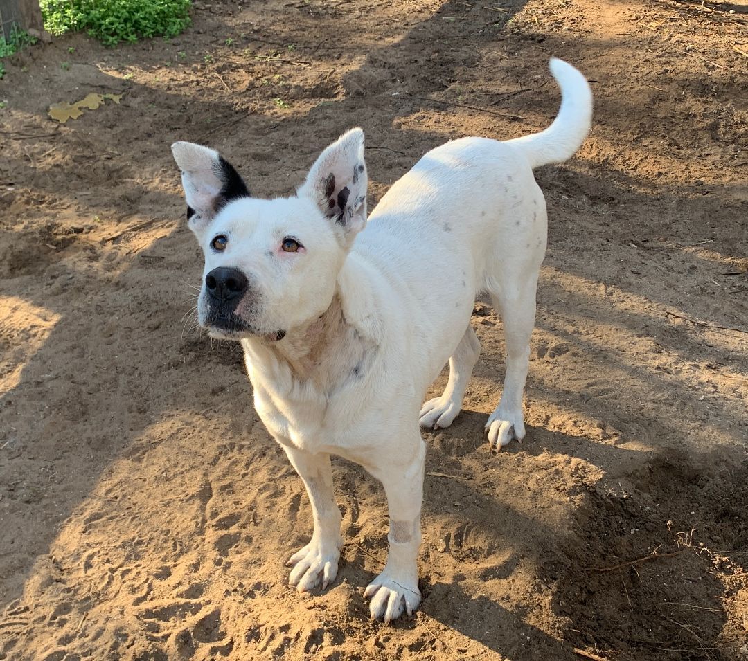 Moxie, a Adoptable mixed breed in Hollywood, SC image 2/6