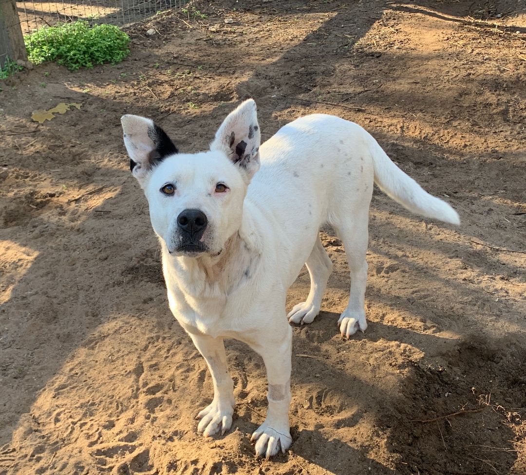 Moxie, a Adoptable mixed breed in Hollywood, SC image 3/6
