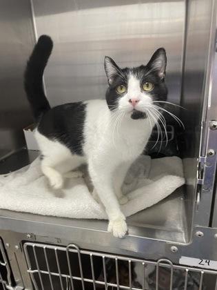 Enlarge Milky Way, a Adoptable Domestic Short Hair in Georgetown, SC image 1/1