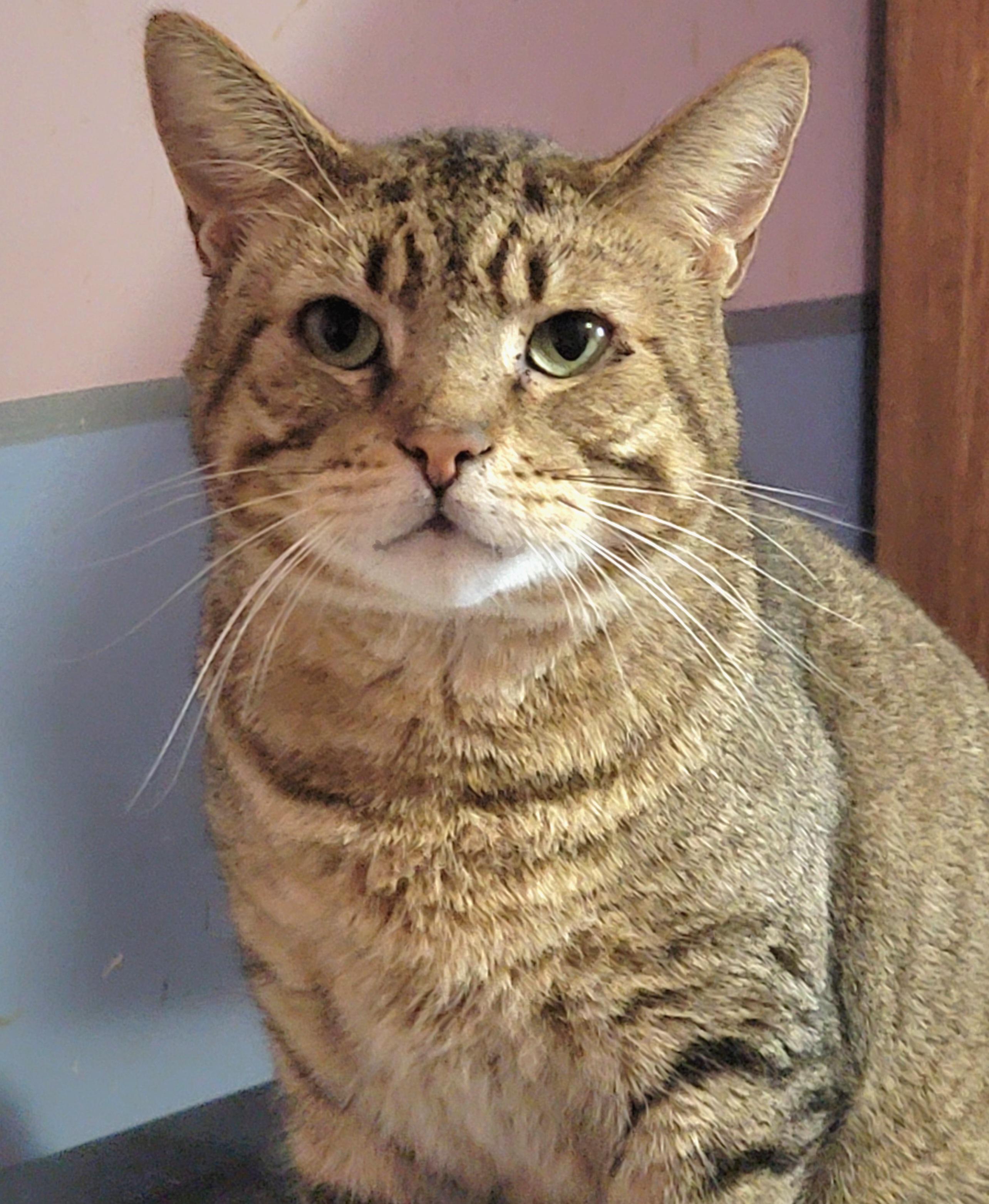 Catsanova