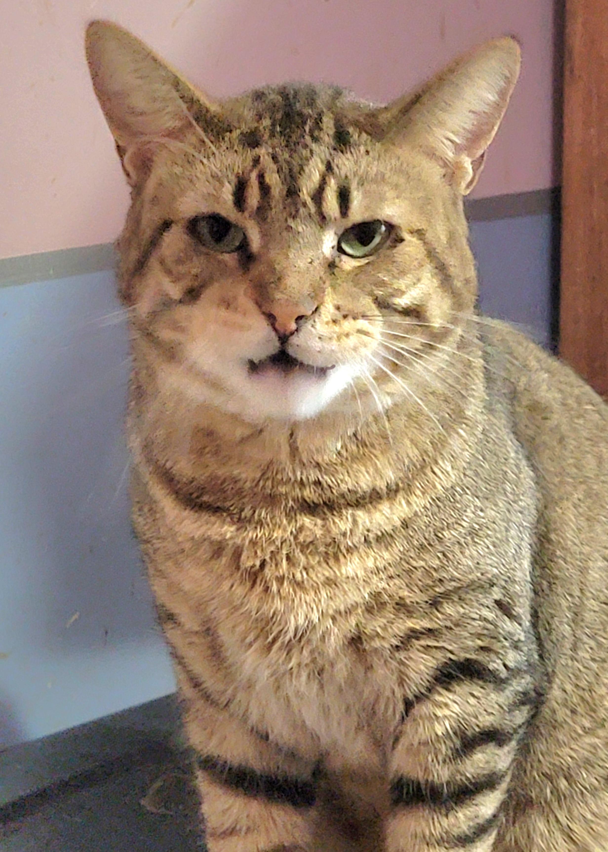 Catsanova