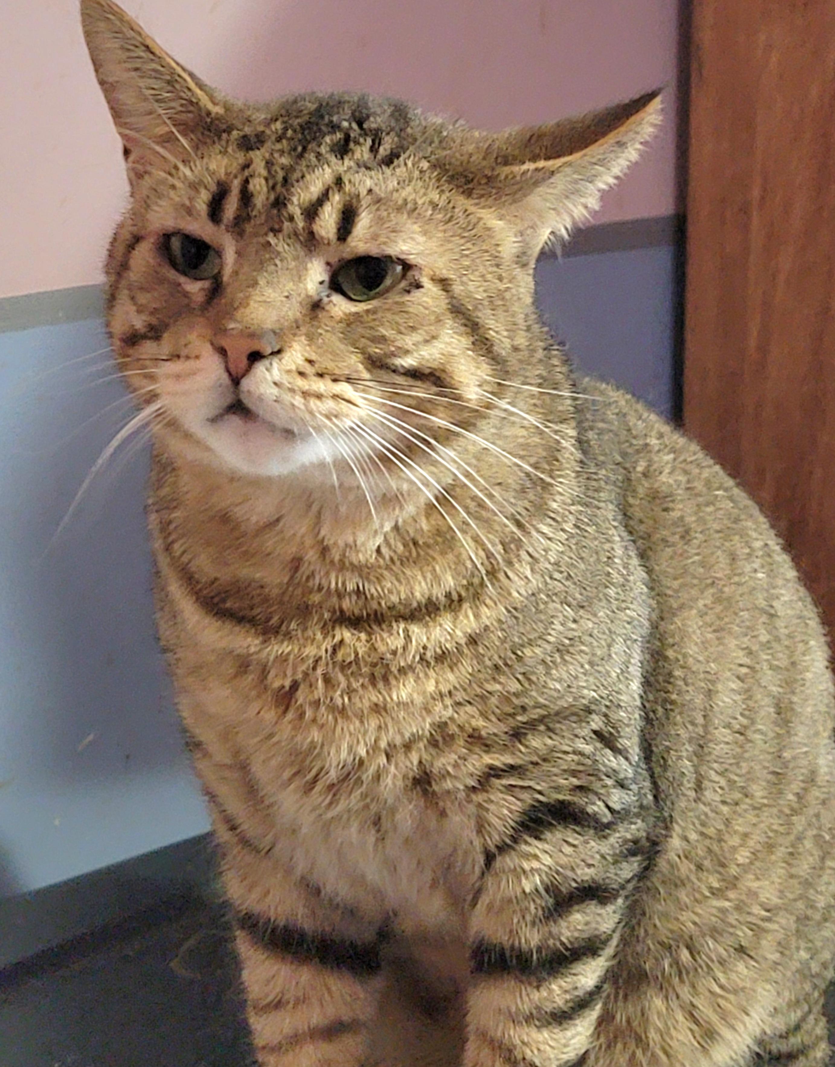 Catsanova
