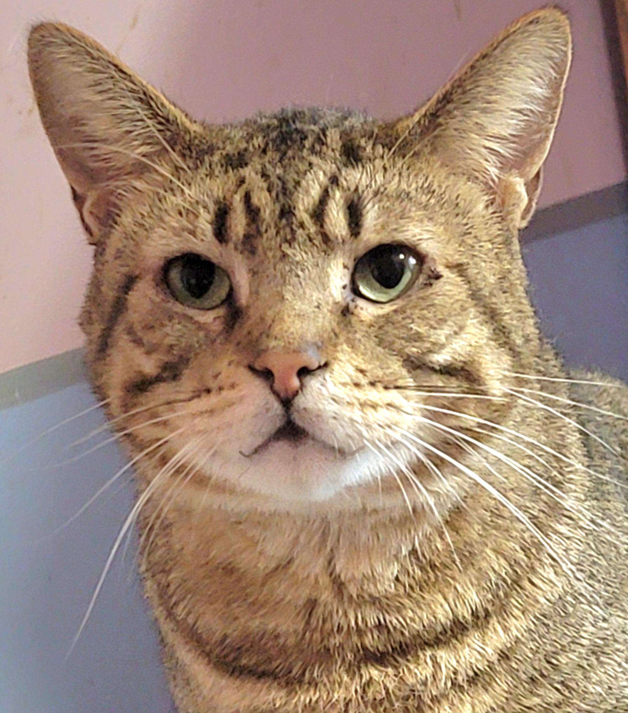 Catsanova