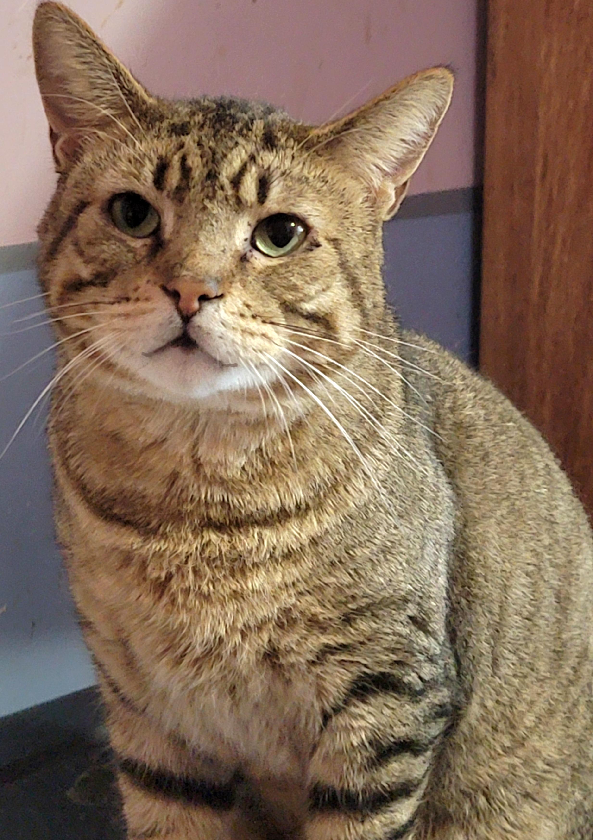 Catsanova