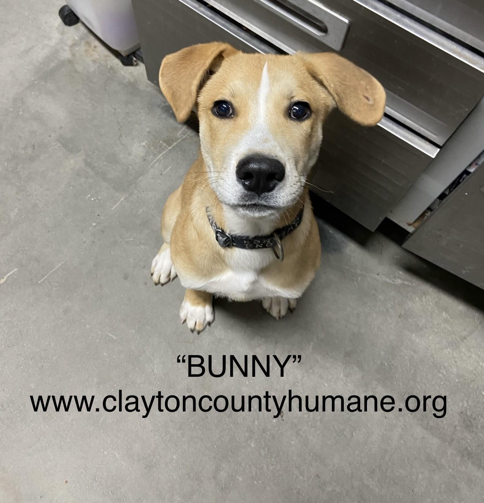 Bunny, Adoptable, Young Male Labrador Retriever & Terrier.