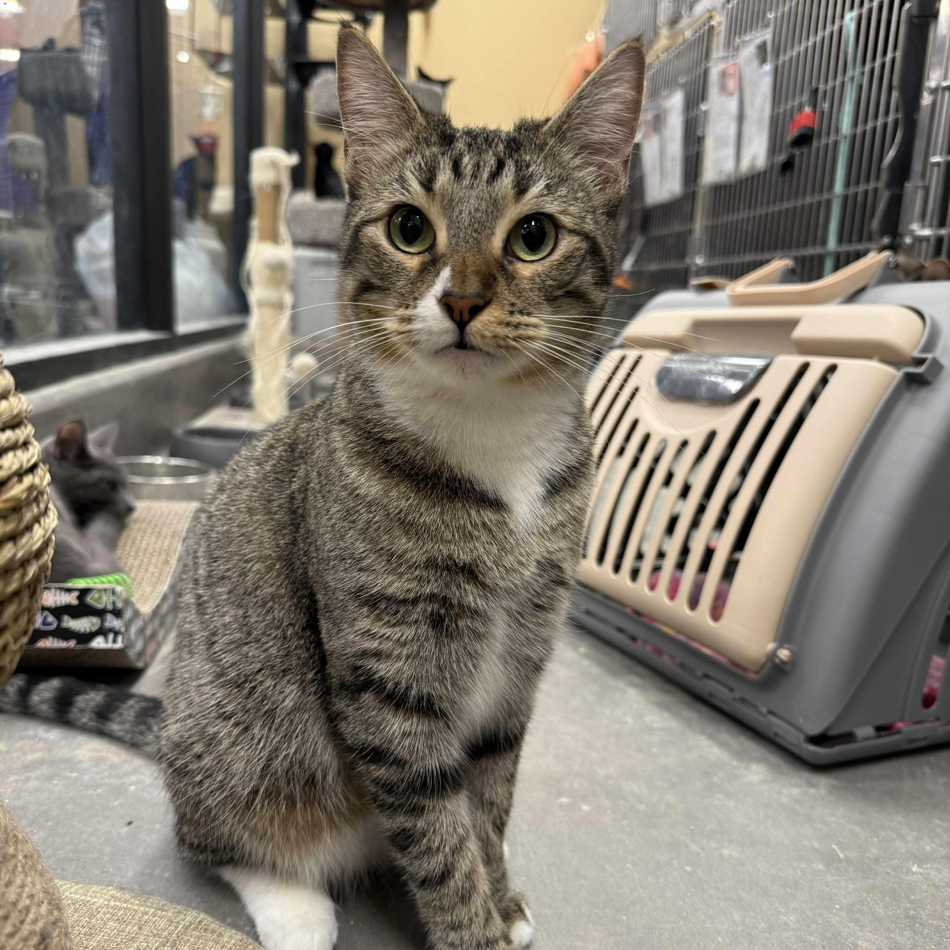 Pecan, Adoptable, Adult Female Tabby & Domestic Short Hair.