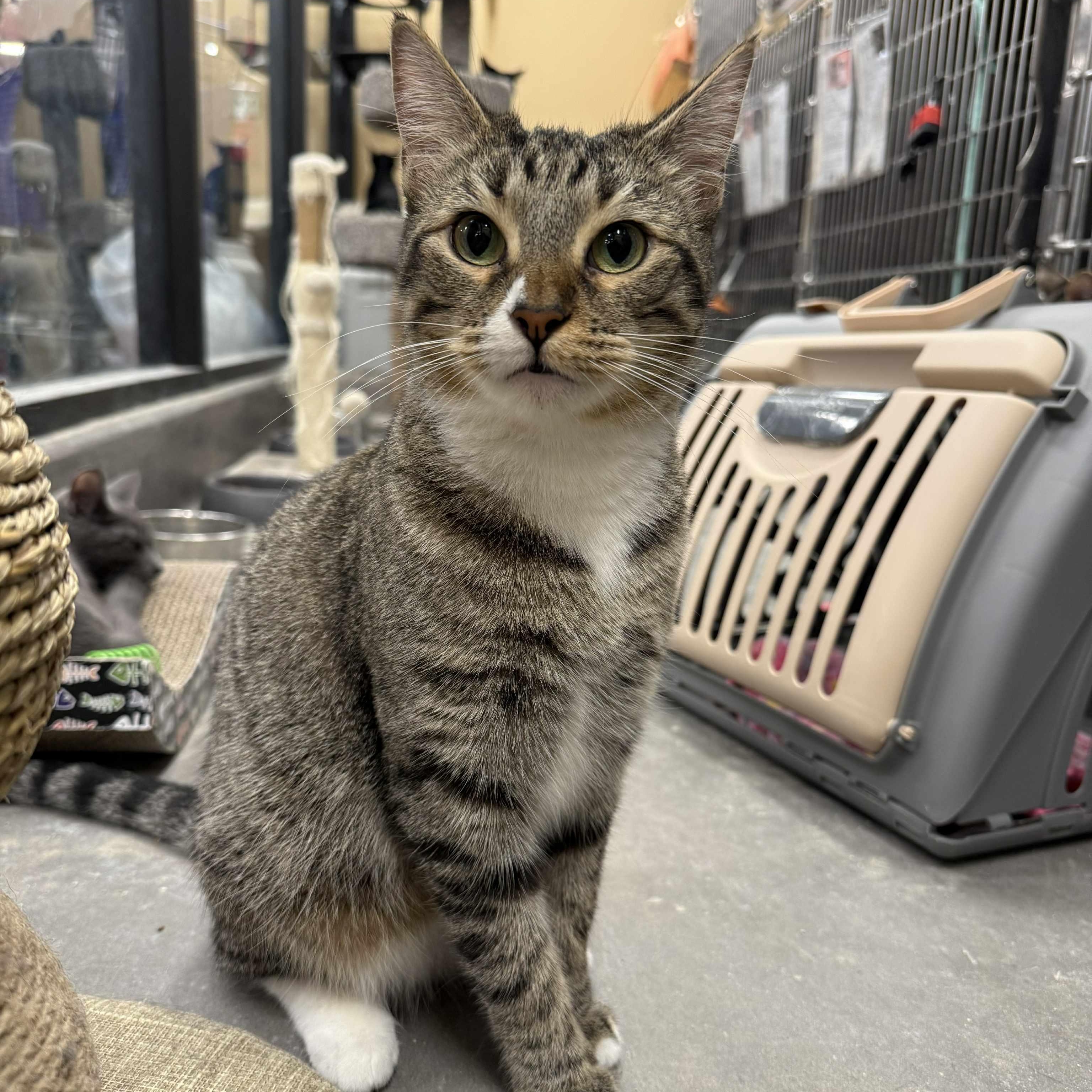 Enlarge Pecan, a Adoptable mixed breed in Antioch, CA image 2/3