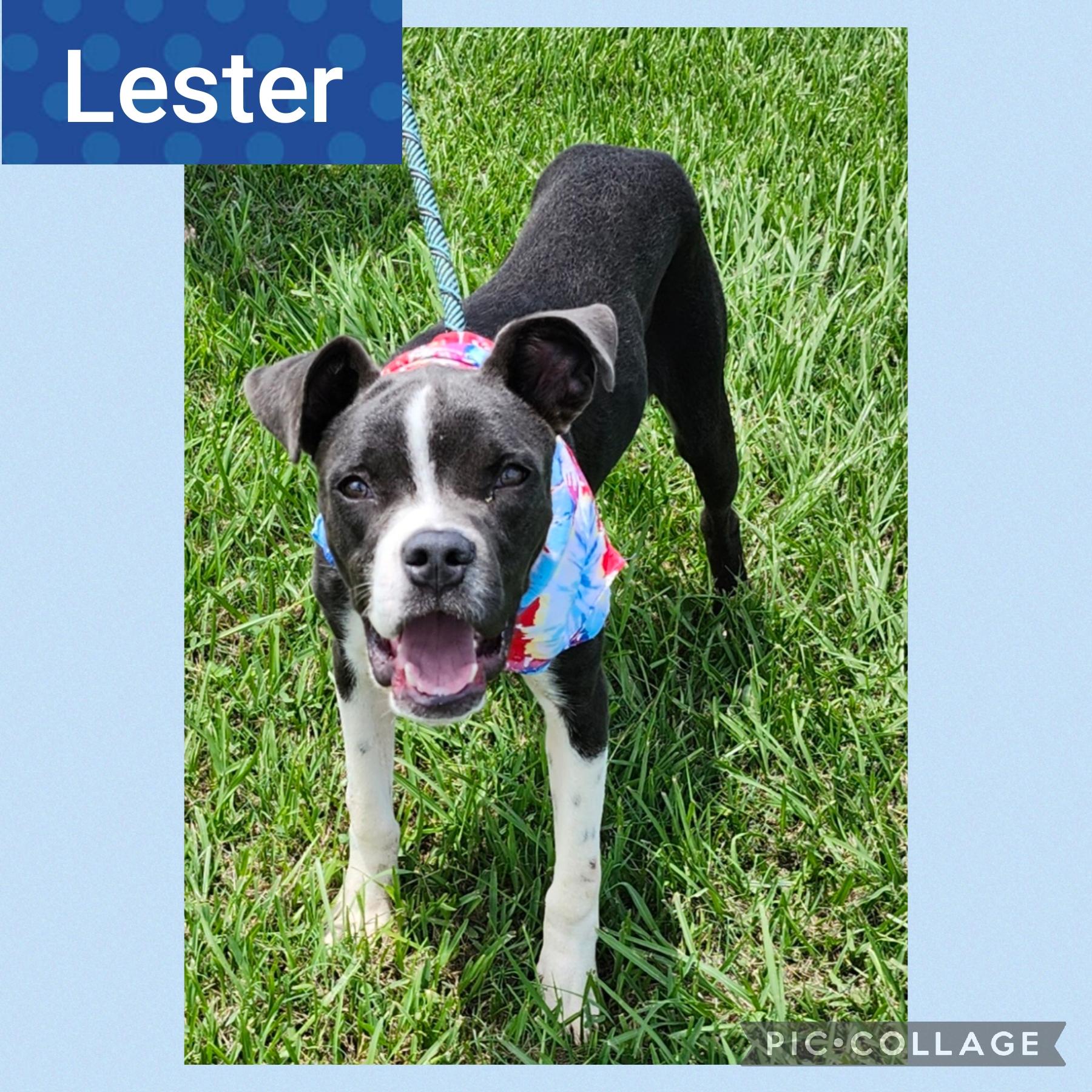 Lester, Adoptable, Adult Male Boxer.