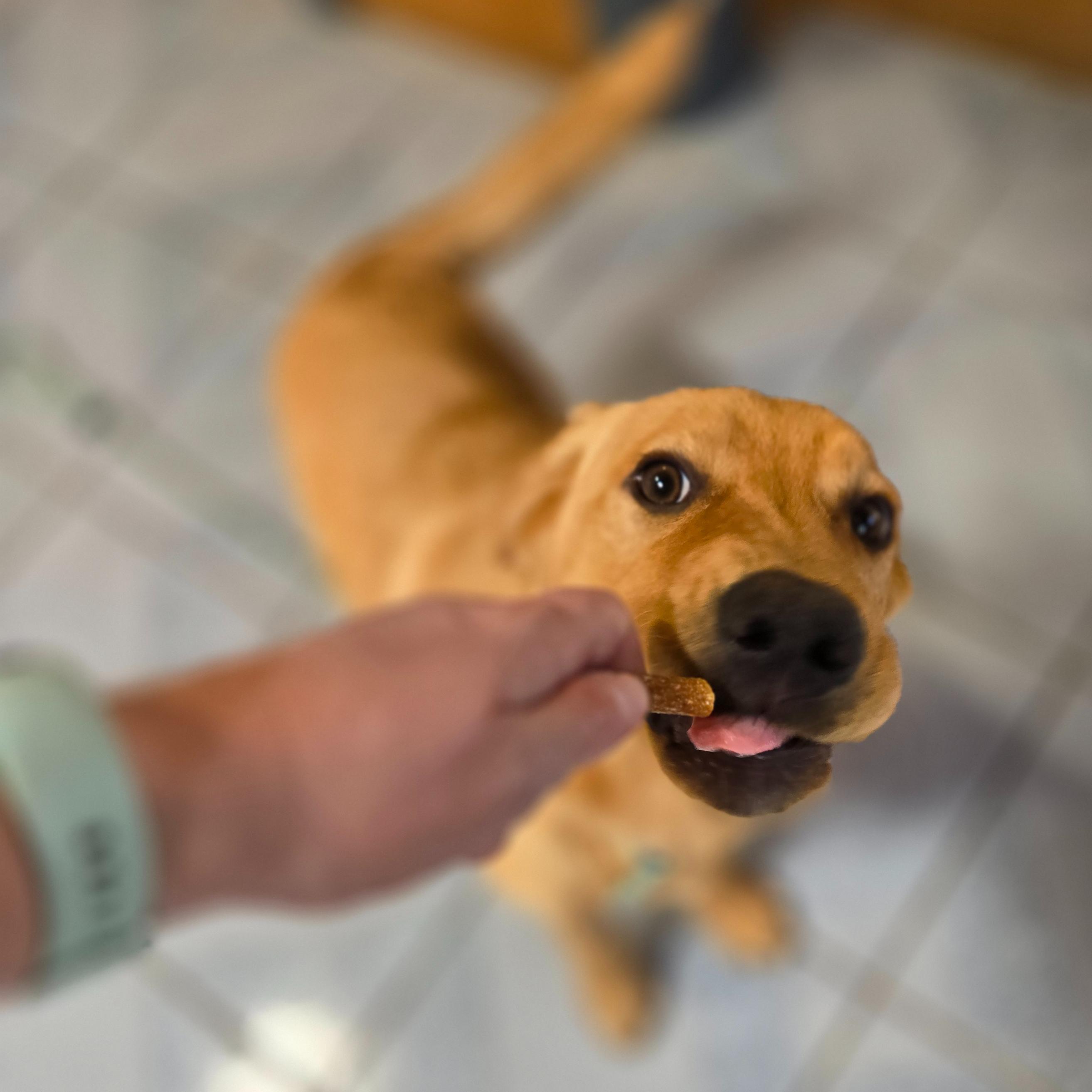 Phineas, an adopted mixed breed in Normal, IL image 5/6