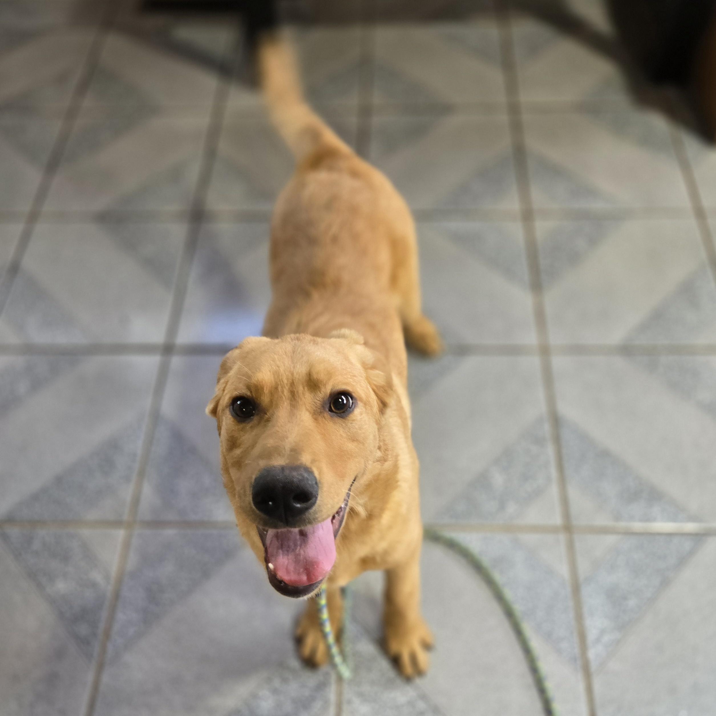 Phineas, an adopted mixed breed in Normal, IL image 2/6