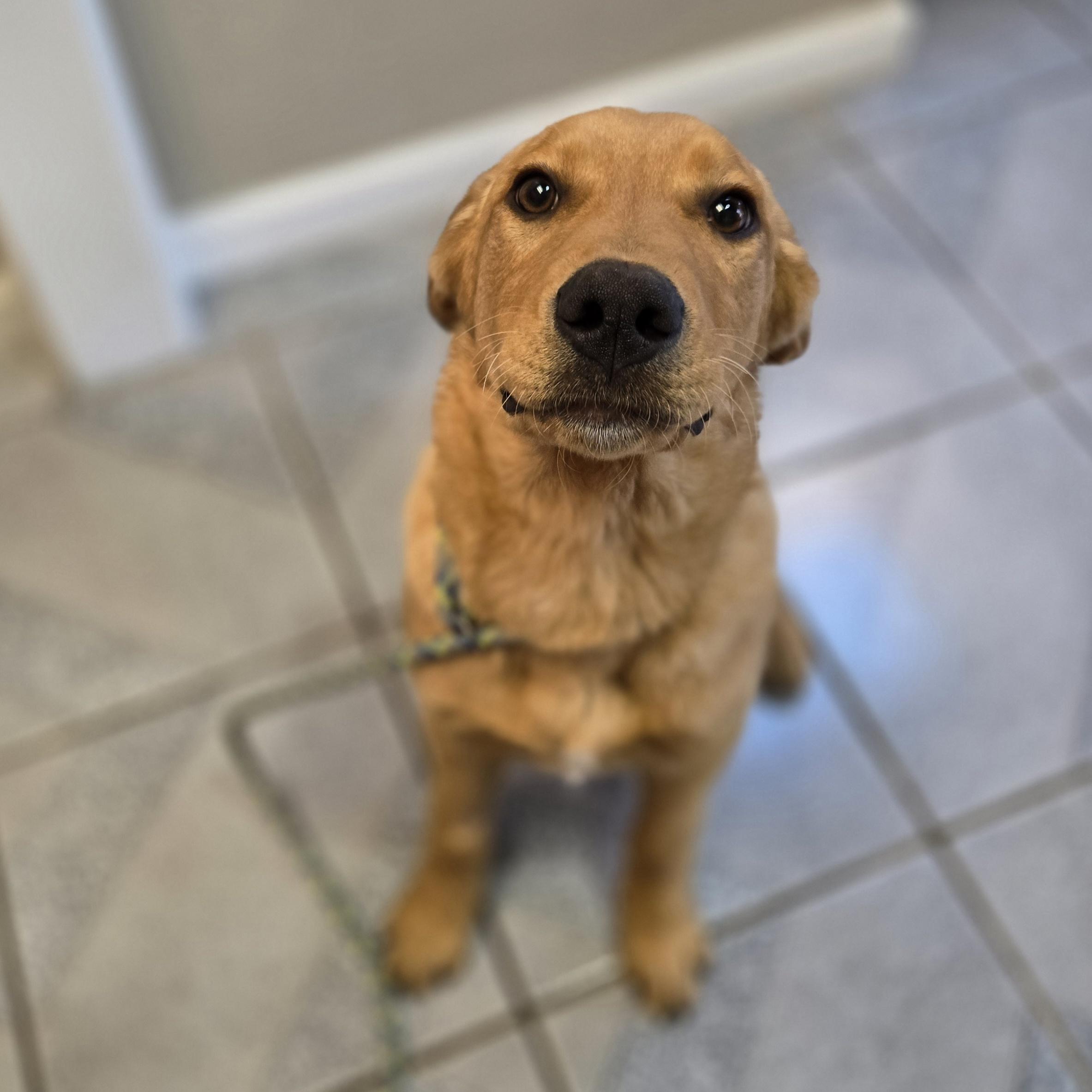 Phineas, an adopted mixed breed in Normal, IL image 3/6