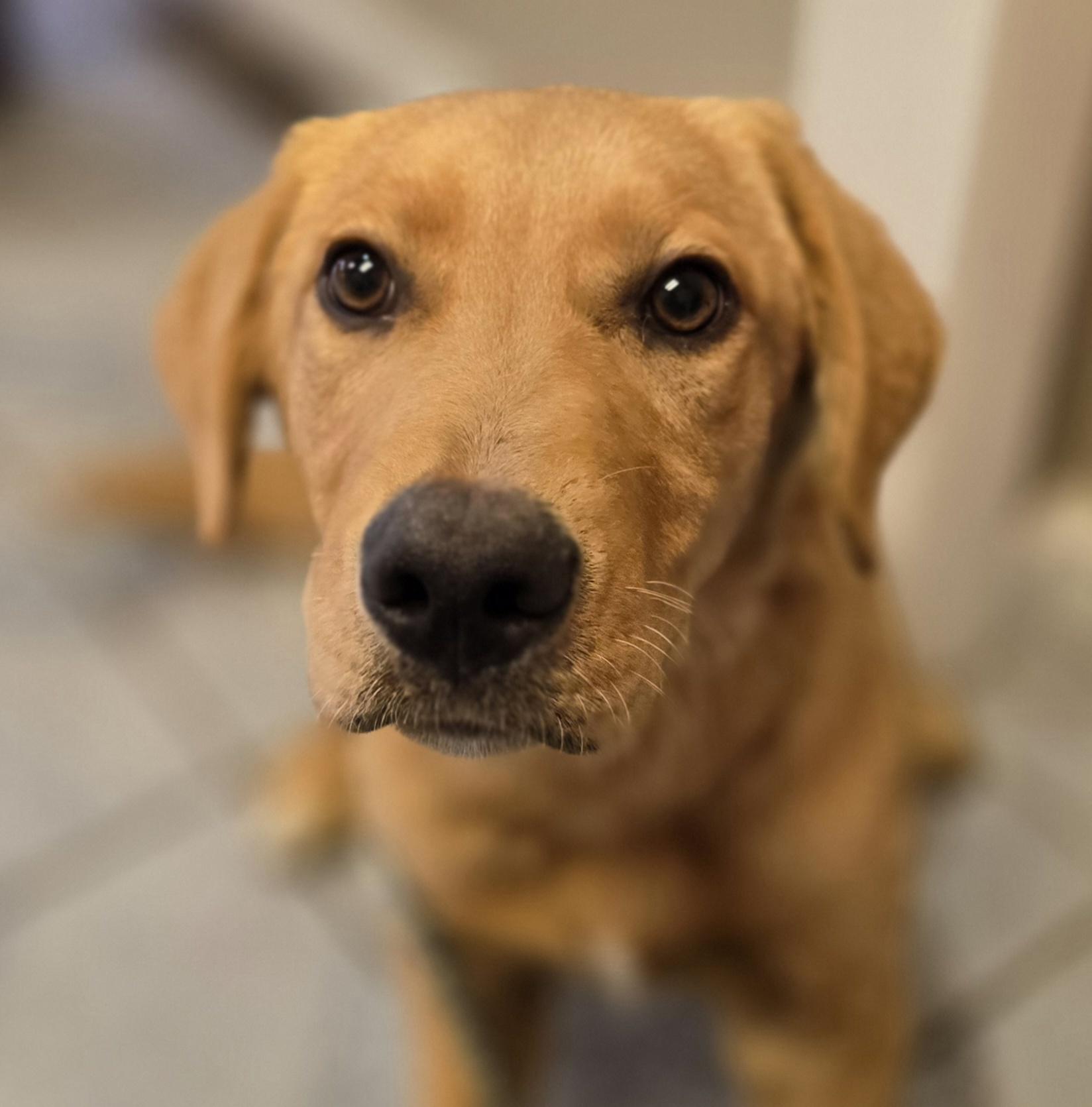 Phineas, adopted, Young Male Labrador Retriever.