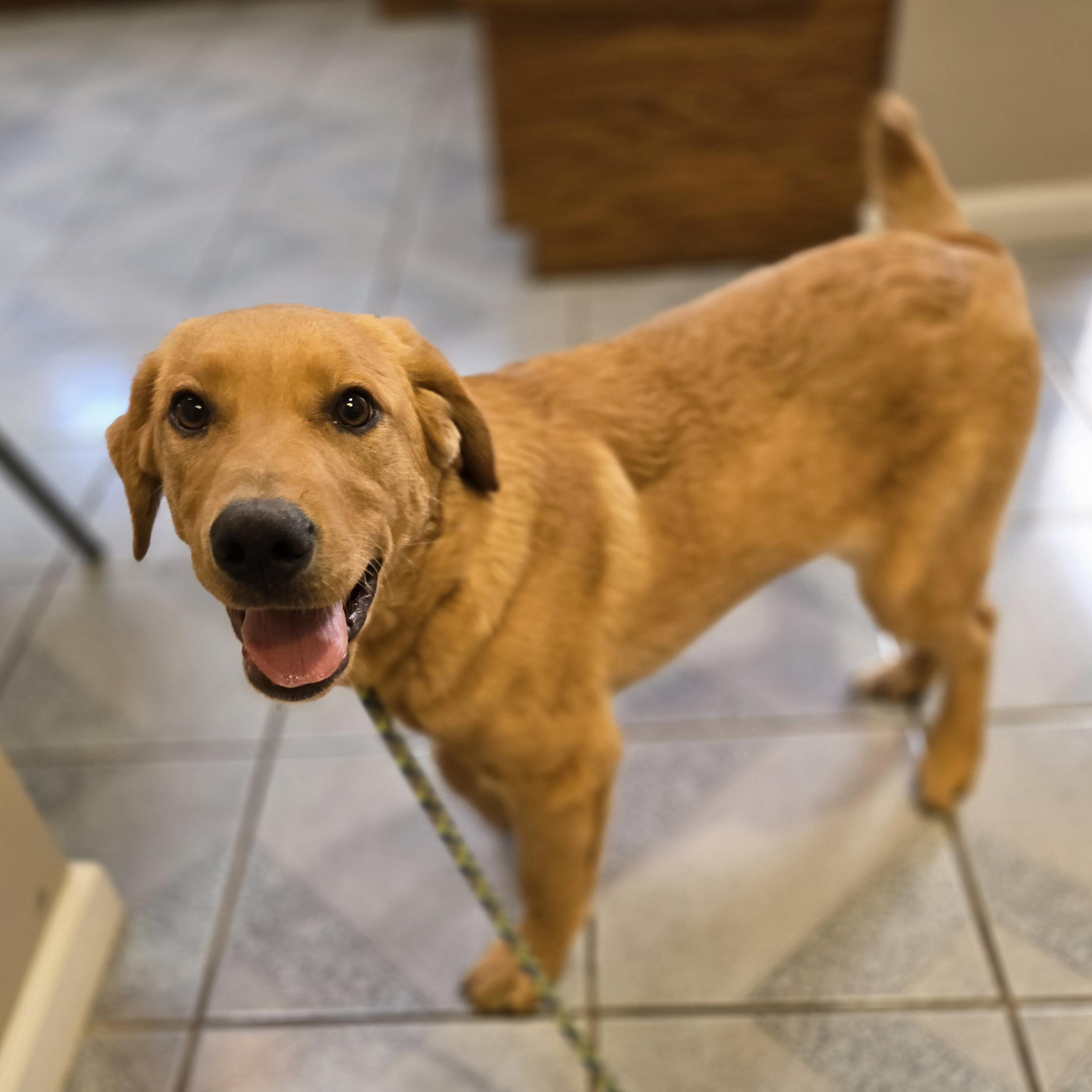 Phineas, an adopted mixed breed in Normal, IL image 4/6