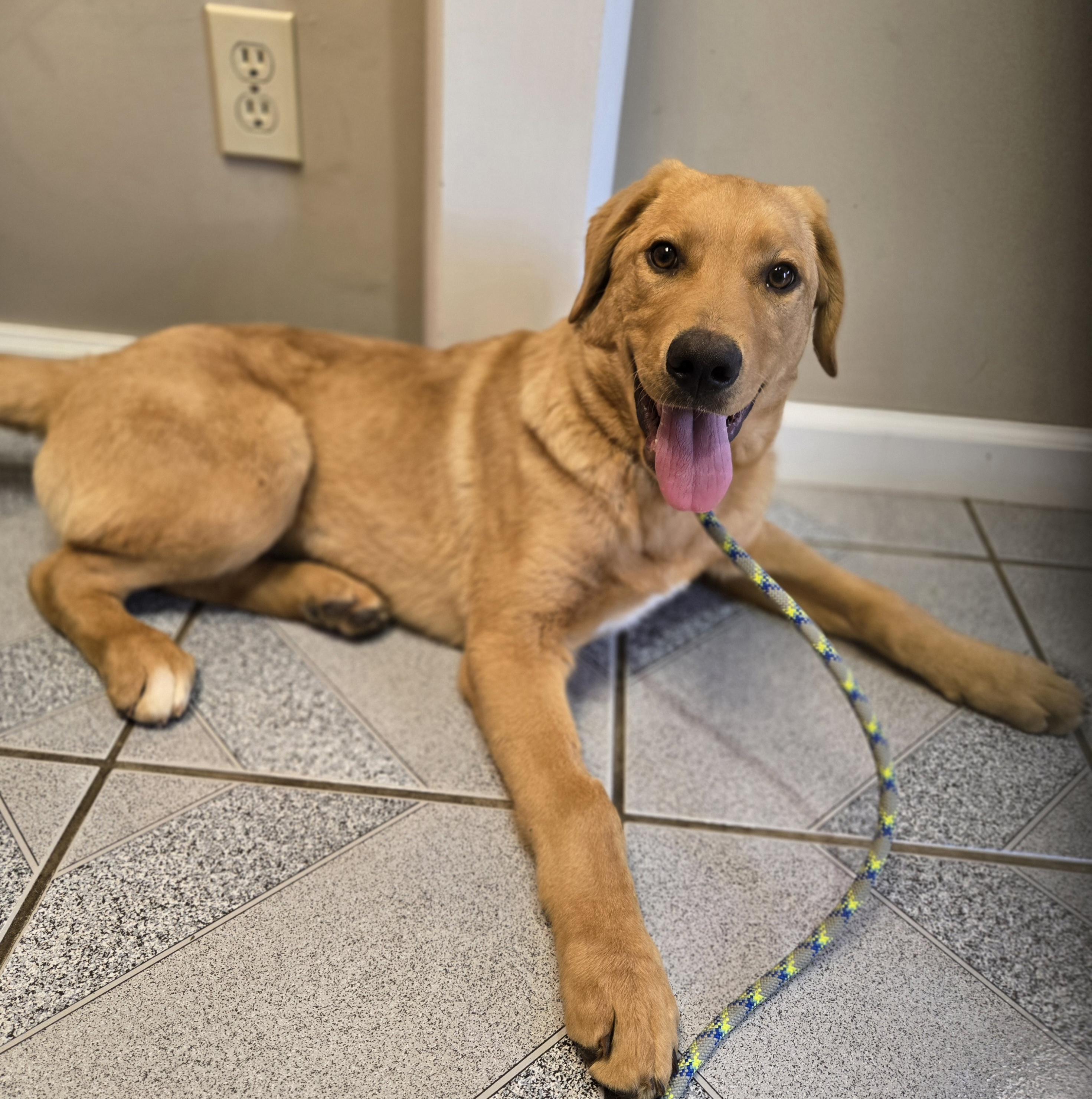 Phineas, an adopted mixed breed in Normal, IL image 6/6