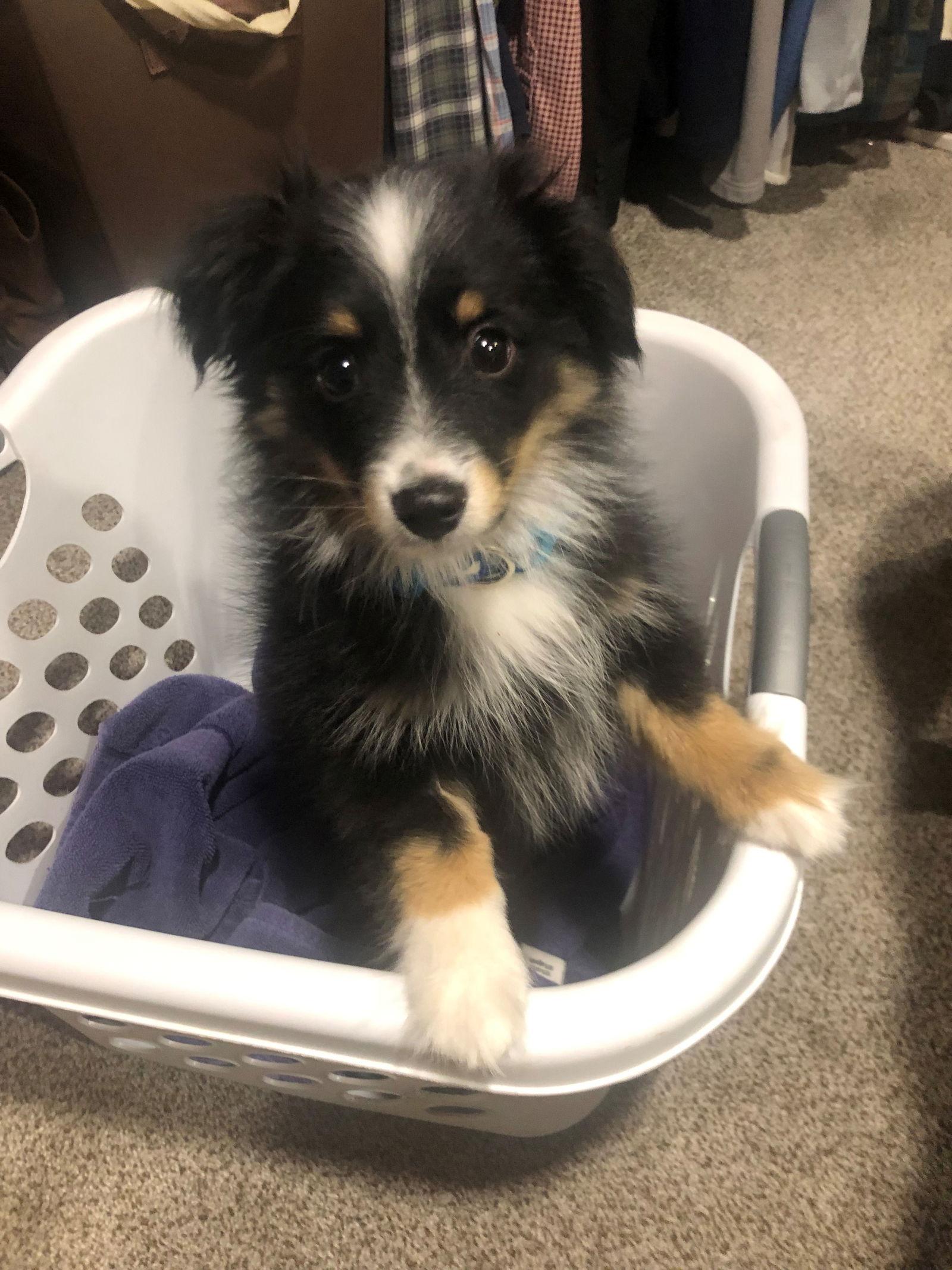 Bruno, Adopted, Puppy Male Australian Shepherd.