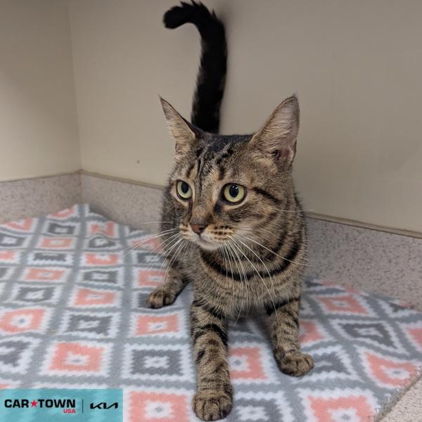 Beibei, Adoptable, Young Female Domestic Short Hair.