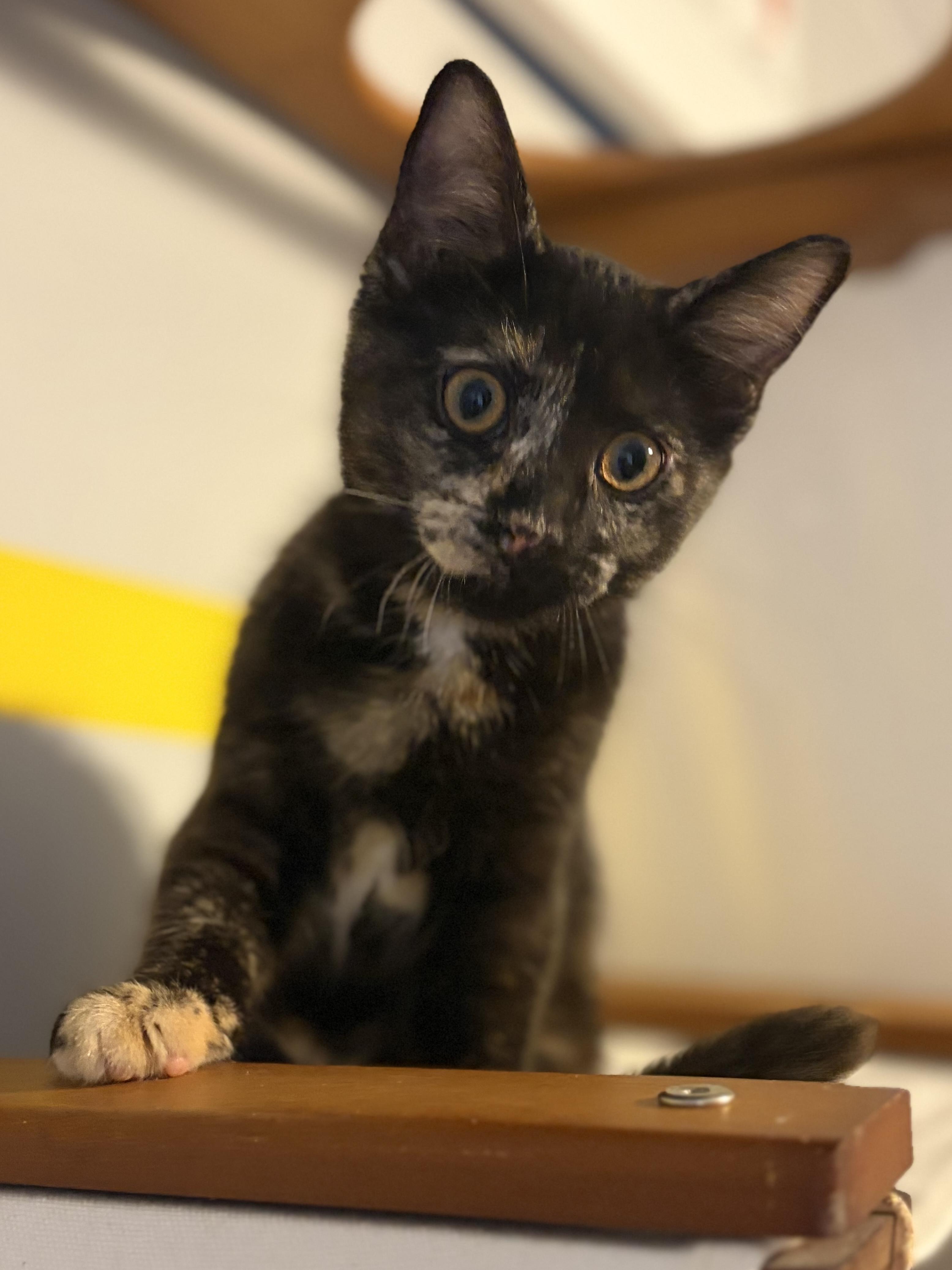 Enlarge Tessa (totally sweet Torti), a Adoptable Domestic Short Hair in South Lyon, MI image 6/6