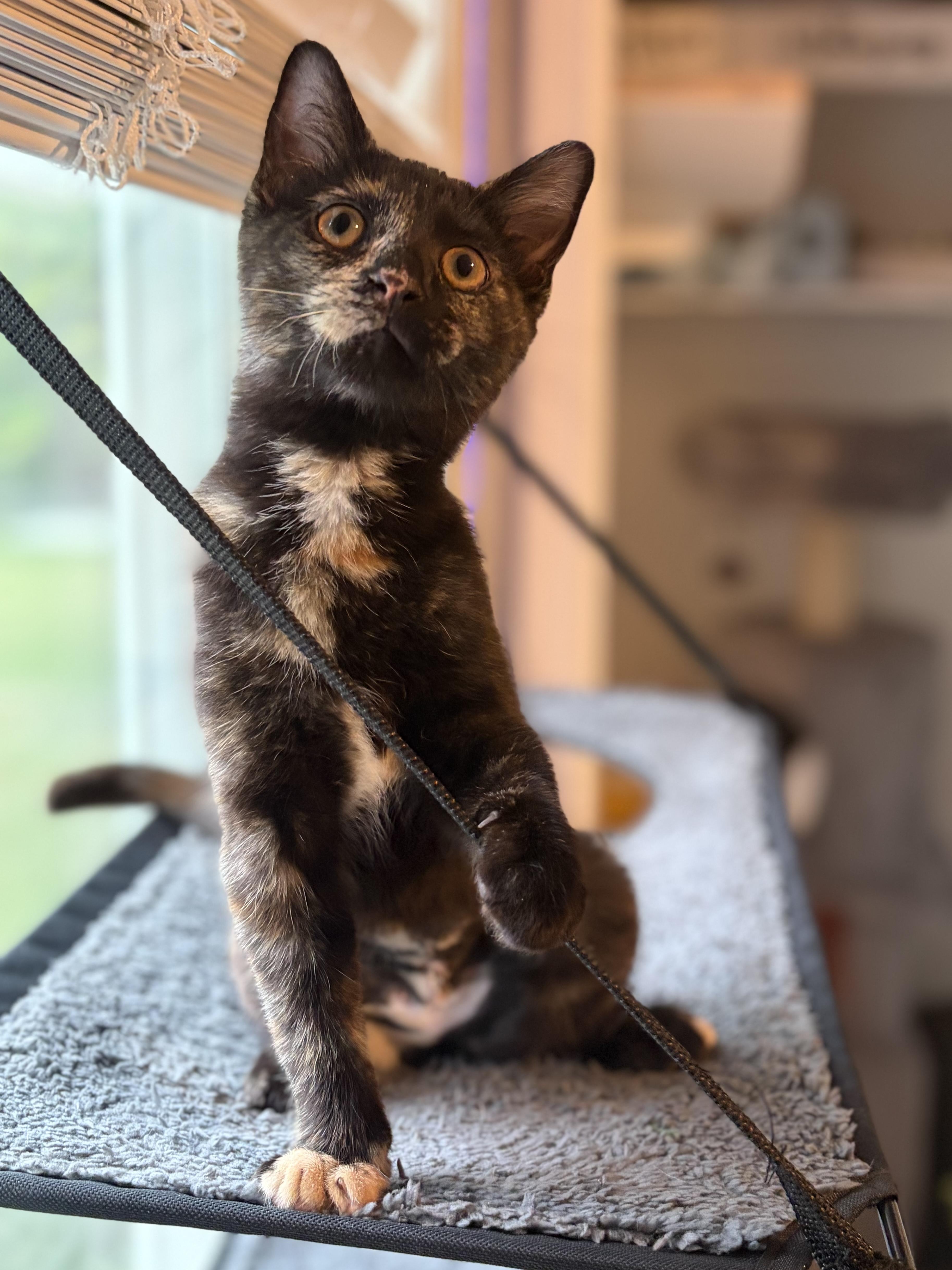 Enlarge Tessa (totally sweet Torti), a Adoptable Domestic Short Hair in South Lyon, MI image 4/6