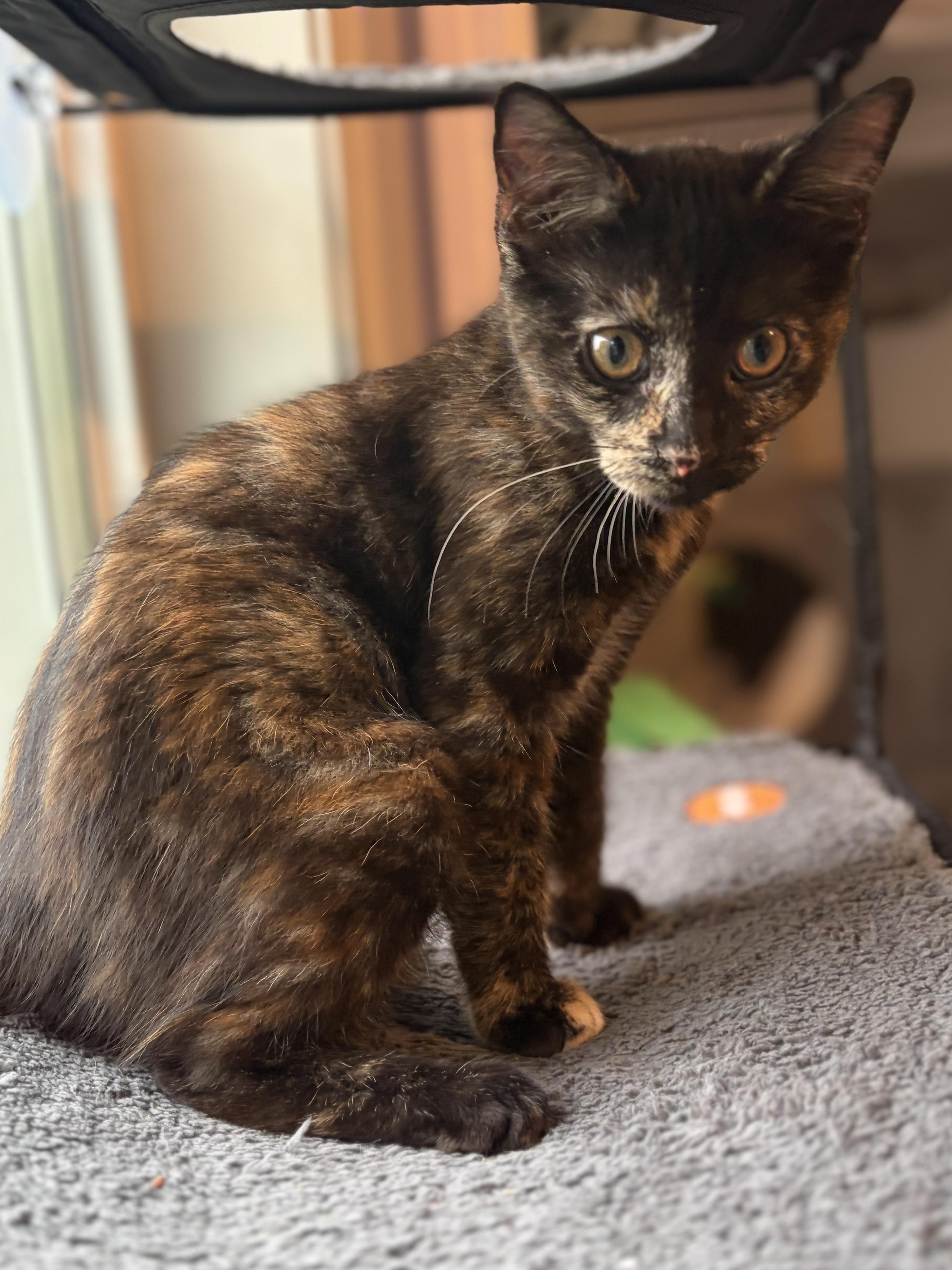 Enlarge Tessa (totally sweet Torti), a Adoptable Domestic Short Hair in South Lyon, MI image 2/6