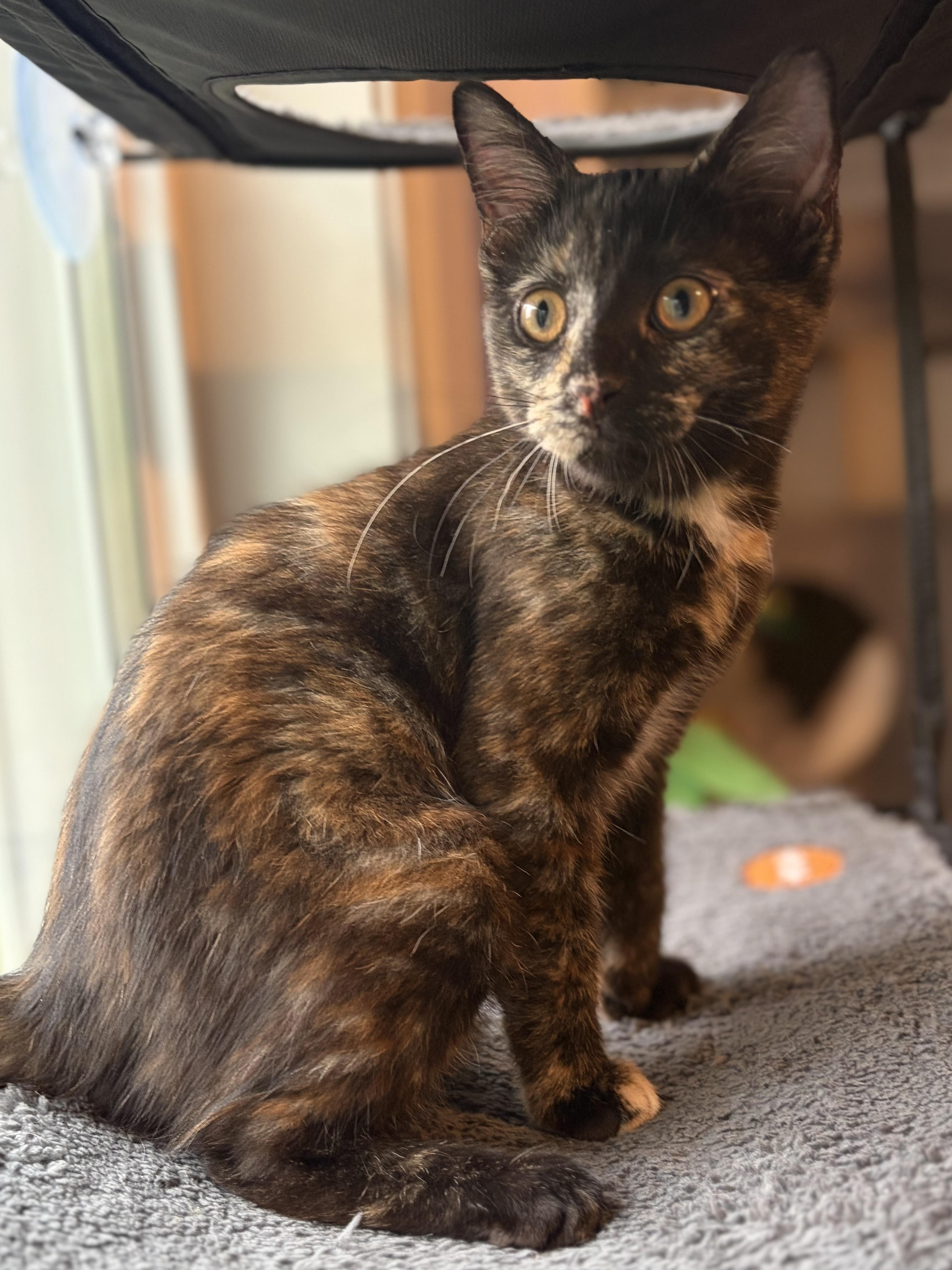 Enlarge Tessa (totally sweet Torti), a Adoptable Domestic Short Hair in South Lyon, MI image 5/6
