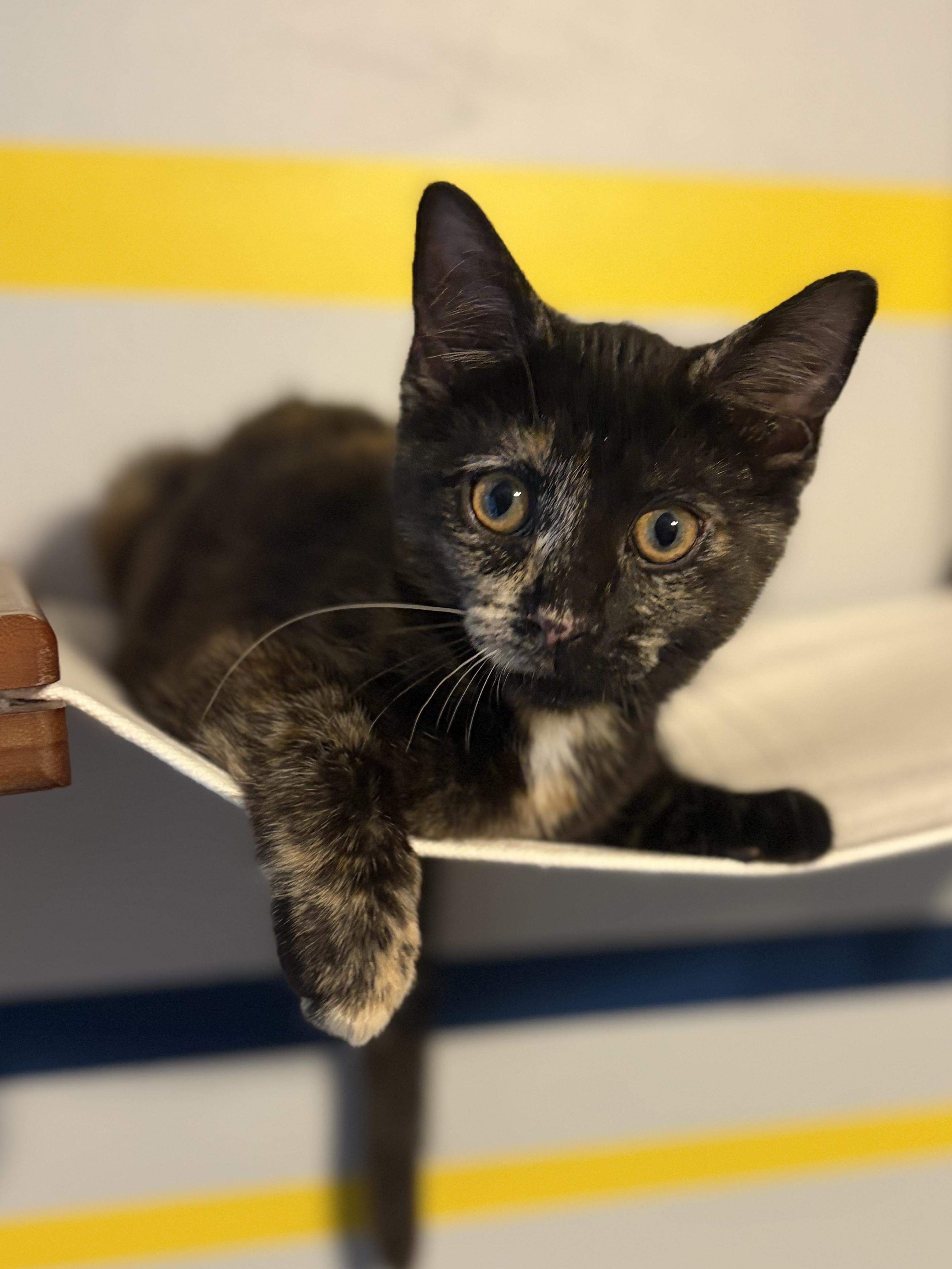 Enlarge Tessa (totally sweet Torti), a Adoptable Domestic Short Hair in South Lyon, MI image 3/6